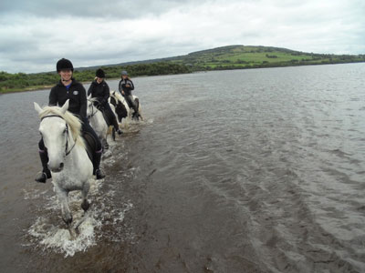 Picture horses in Lake